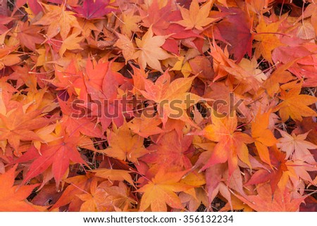 Autumn Maple leaves background.