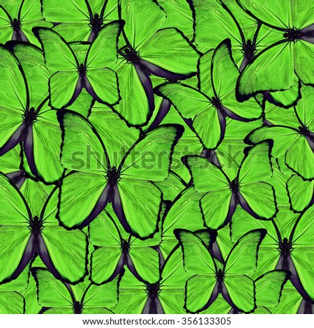 Butterfly pattern,beautiful background texture made from green butterfly