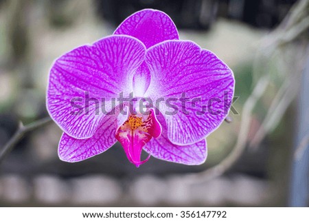 Orchids can be used as background