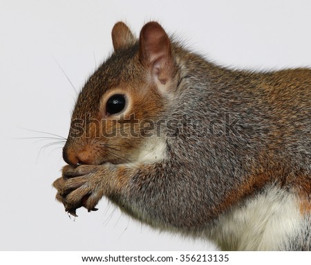 Detailed close up of a Grey Squirrel enjoying a chestnut