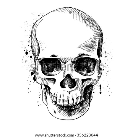 The image of the skull. Vector illustration.