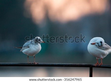 Seagulls standing on a railing in Prague, Czech republic.
