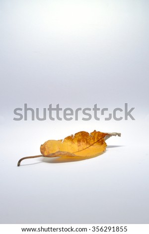 Brown leaf isolated in a white background : portrait version