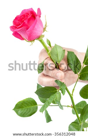 Flower rose with green leaves in a hand isolated on white background.