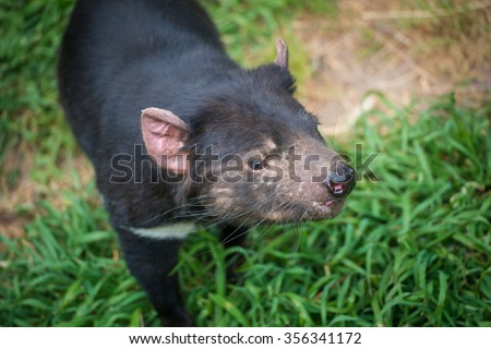 Closeup shot of Tasmanian Devil. Tasmanian devils are the world's largest carnivorous marsupials and among Australia's most beloved creatures.