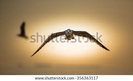 Seagull flying over twilight sky in the morning,
