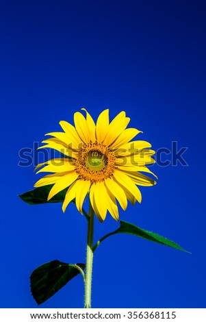 Abstract and very colorful sunflowers on a good sunny day with blue sky