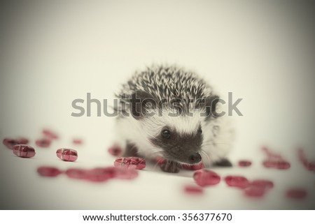beautiful young friendly African pygmy hedgehog young  color algerian  black pinto on Christmas background curiously exploring nearby