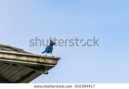 Steller's jay bird on the roof still looking for the food,worm,buck in house area.