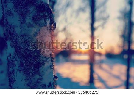 A sunset behind the birch tree. The focus point is on the birch on the left side. Sun is going down on a winter day. Vintage effect is applied to the image.