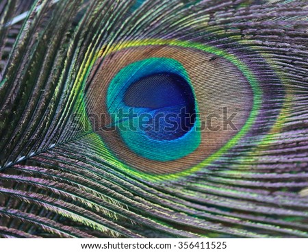 macro peacock feather , eye green and blue color hair feather of peacock background
