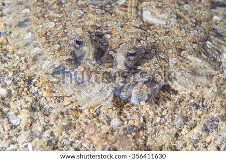 Portrait of flatfish called a Leopard flounder, Pantherbutt (Bothus pantherinus) lies flat on the bottom of the tropical waters.