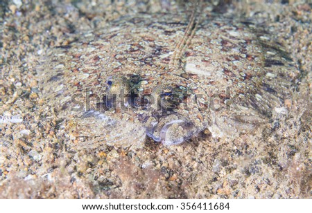 Portrait of flatfish called a Leopard flounder, Pantherbutt (Bothus pantherinus) lies flat on the bottom of the tropical waters.