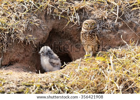 Mother owl with her baby Royalty-Free Stock Photo #356421908