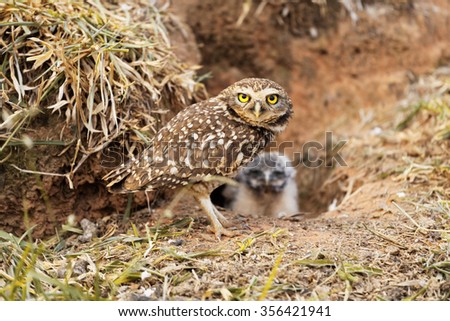 Mother owl with her baby Royalty-Free Stock Photo #356421941