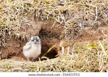 Mother owl with her baby Royalty-Free Stock Photo #356421953