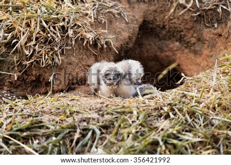 Baby owl defending home Royalty-Free Stock Photo #356421992