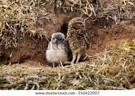 Mother owl with her baby Royalty-Free Stock Photo #356422007