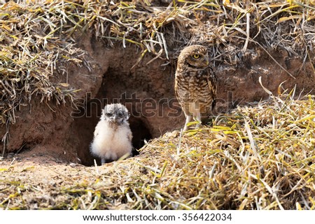 Mother owl with her baby Royalty-Free Stock Photo #356422034