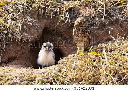 Mother owl with her baby Royalty-Free Stock Photo #356422091