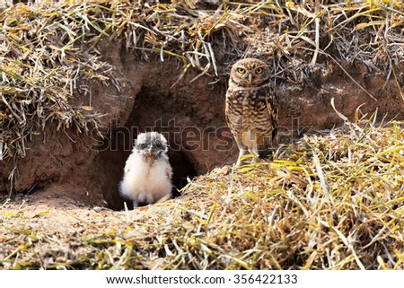 Mother owl with her baby Royalty-Free Stock Photo #356422133