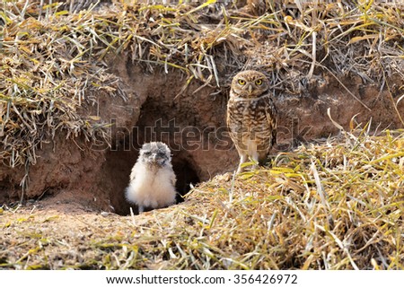 Mother owl protecting her baby Royalty-Free Stock Photo #356426972