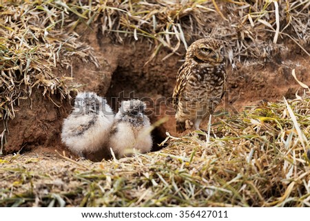 Mother owl protecting her babies Royalty-Free Stock Photo #356427011