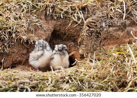 Mother owl protecting her babies Royalty-Free Stock Photo #356427020