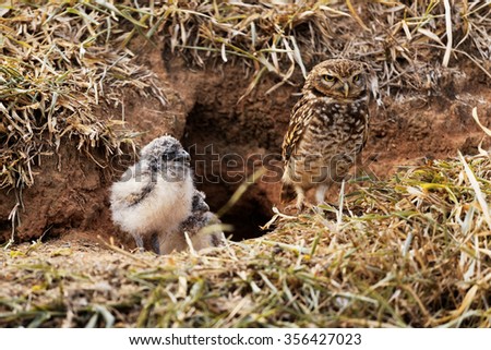 Mother owl protecting her babies Royalty-Free Stock Photo #356427023