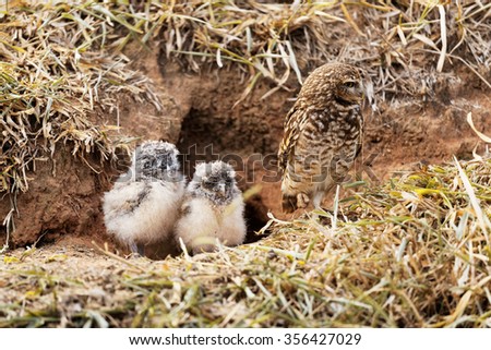 Mother owl protecting her babies Royalty-Free Stock Photo #356427029