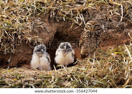 Mother owl protecting her babies Royalty-Free Stock Photo #356427044