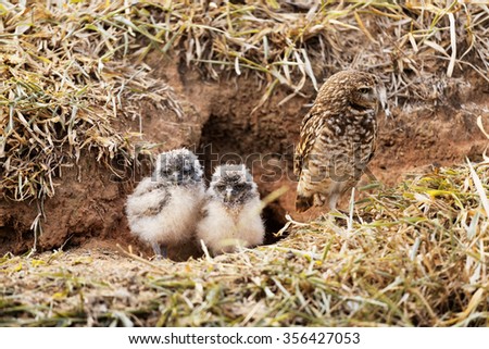 Mother owl protecting her babies Royalty-Free Stock Photo #356427053
