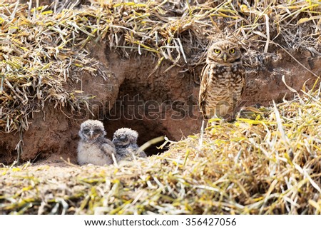 Mother owl protecting her babies Royalty-Free Stock Photo #356427056