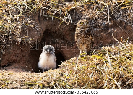 Mother owl protecting her baby Royalty-Free Stock Photo #356427065
