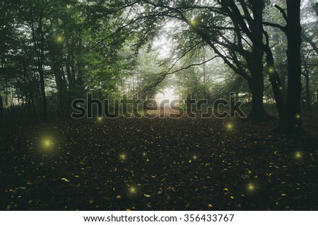 magical lights in forest