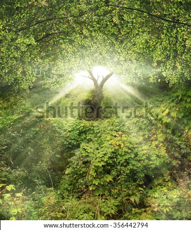 A picture of beautiful garden lightened by sun rays Royalty-Free Stock Photo #356442794
