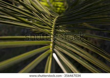 Closeup to green palm tree branch