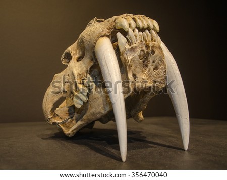 Saber tooth tiger skull, with long white front teeth. Royalty-Free Stock Photo #356470040