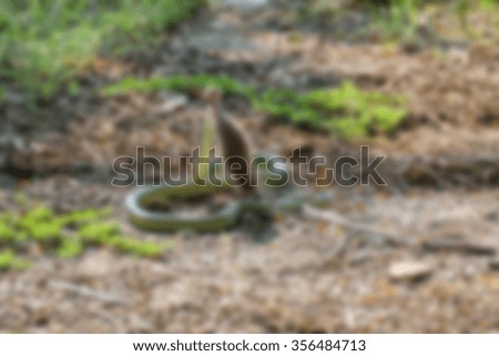 Blurred of Snake eating the rat on the floor in a forest