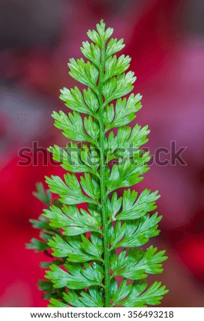 Fern leaf in the forest
