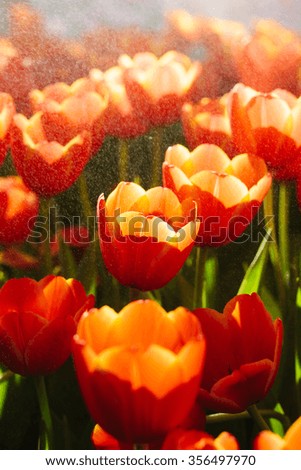 Red tulips,shallow Depth of Field,Focus on red petal.