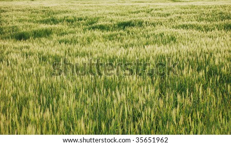 wild grass texture