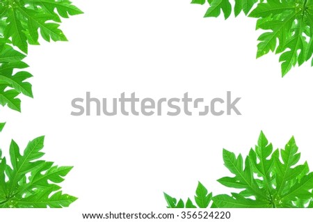Green leaves on white background.