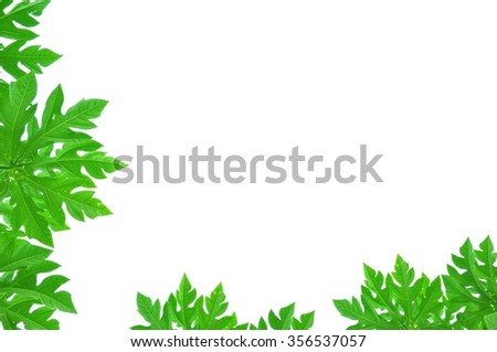 Green leave of the papaya on white background.