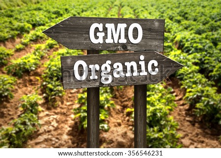 GMO or organic, wooden sign. Selecting the direction of agriculture. Royalty-Free Stock Photo #356546231