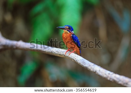 Beautiful Bird. Blue-eared Kingfisher in Thailand.