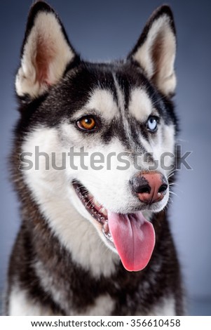 Happy siberian husky on grey background, studio