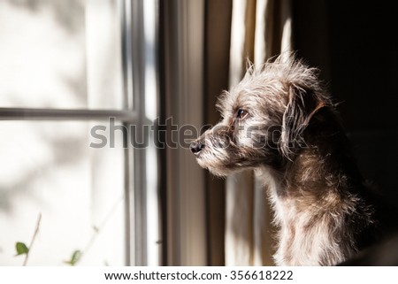 Cute little terrier crossbreed dog looking out a window with morning light illuminating his face Royalty-Free Stock Photo #356618222