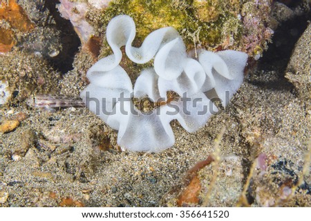 Egg of nudibranch on coral reef as a flower.