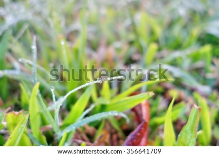 Fresh grass with dew drops 
